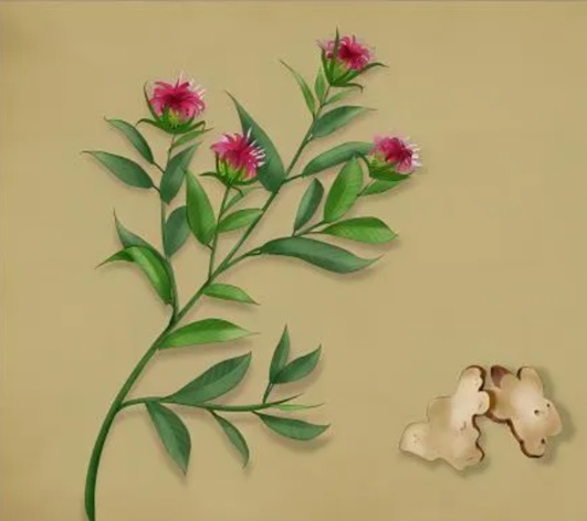 腹胀、便秘、湿滞的克星！一篇说明白怎么吃→