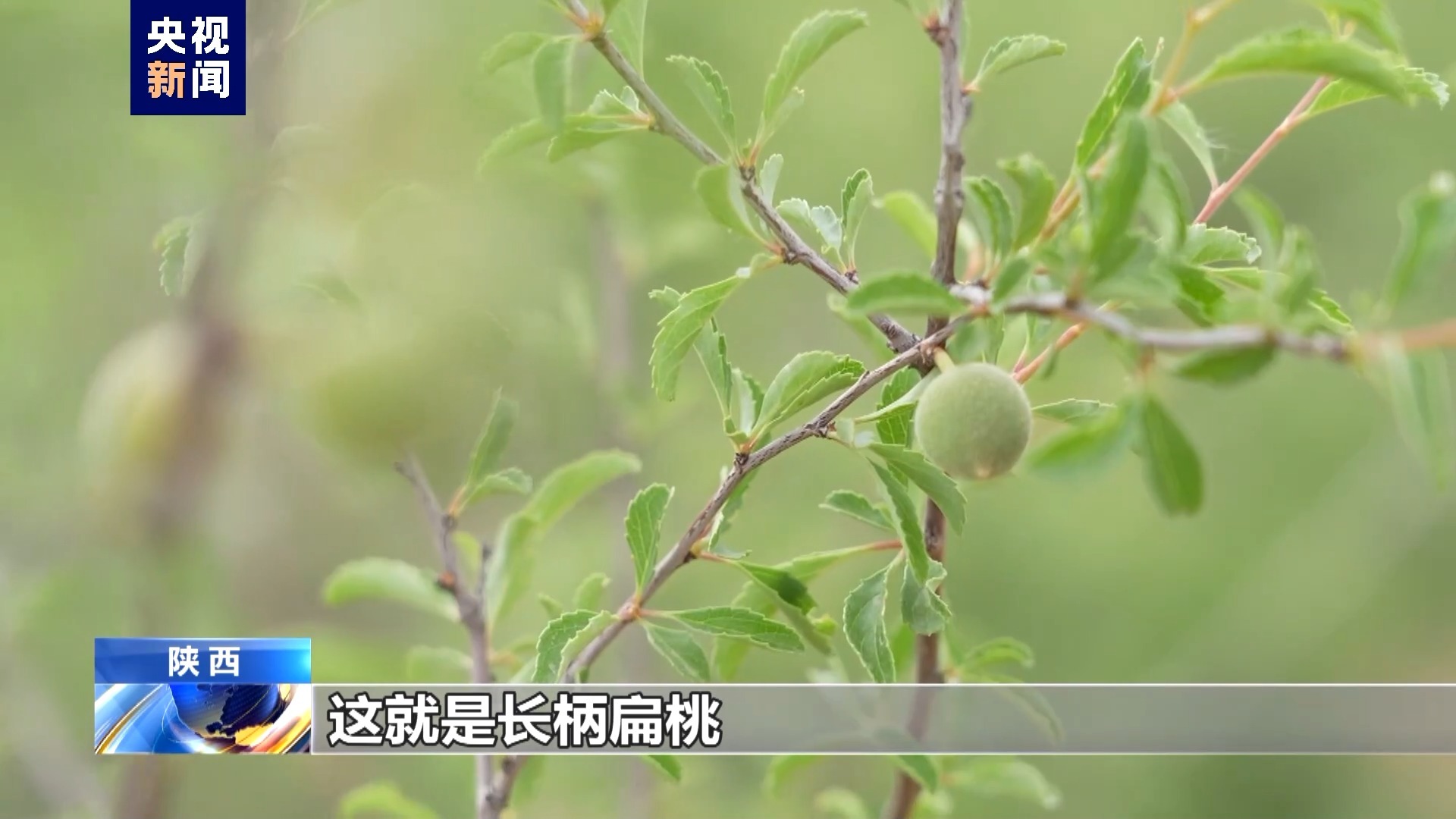 治风沙、护生态 做大自然的“医生”你感兴趣吗? 治风沙、护生态 做大自然的“医生”你感兴趣吗?