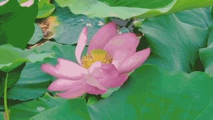 西安多个景区迎来今夏第一波荷花开放