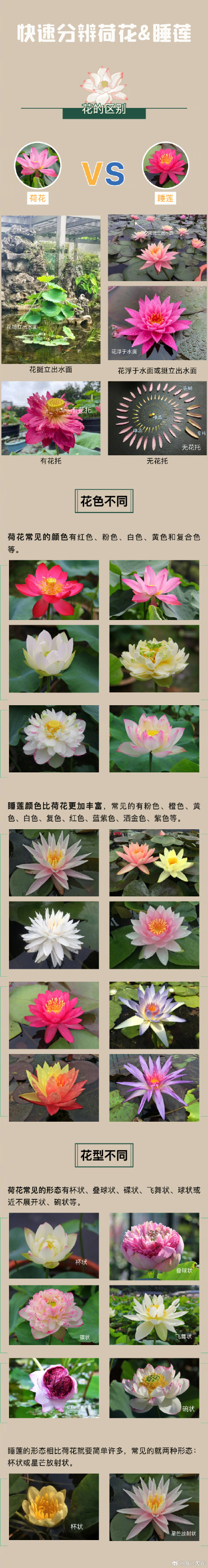 你能分辨荷花和睡莲吗? 你能分辨荷花和睡莲吗?