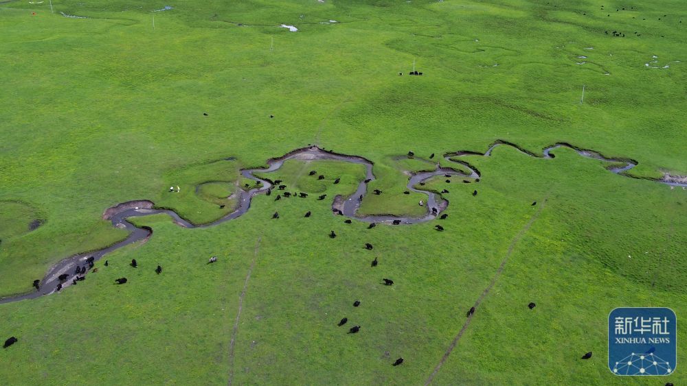 甘肃岷县狼渡草原夏日美景