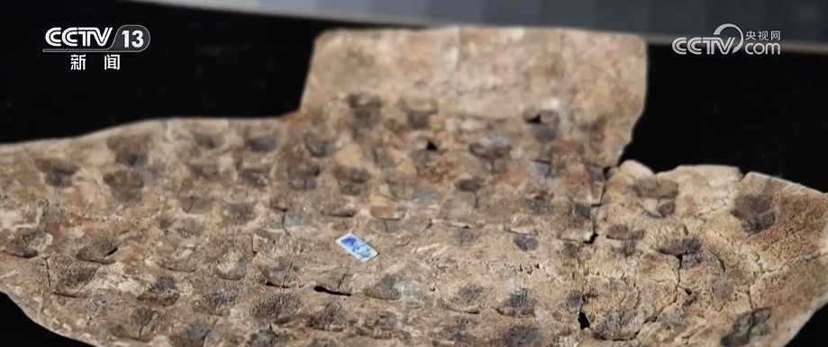 文化中国行 | 接通古今对话 数字“拼”甲骨激活中华文明历史基因 文化中国行 | 接通古今对话 数字“拼”甲骨激活中华文明历史基因