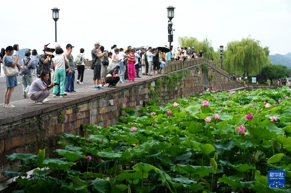 杭州西湖夏荷争艳 杭州西湖夏荷争艳
