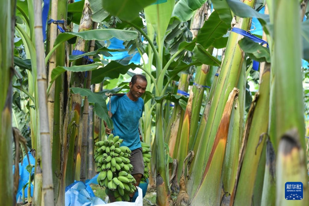 广东:苹果粉蕉丰收忙 广东:苹果粉蕉丰收忙