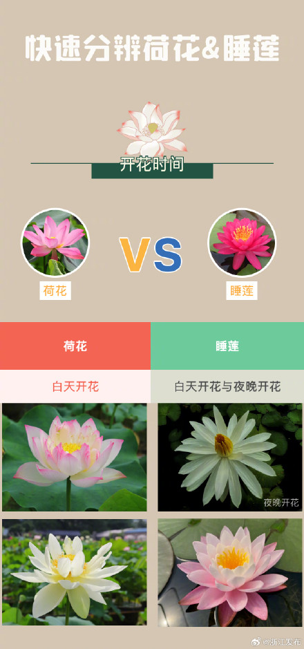 你能分辨荷花和睡莲吗? 你能分辨荷花和睡莲吗?