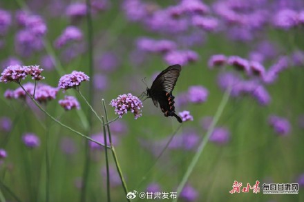 紫色花田铺满夏日 武都瑶寨沟马鞭草盛开