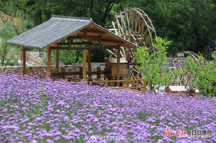 紫色花田铺满夏日 武都瑶寨沟马鞭草盛开