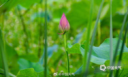 湖南衡阳荷花盛放 为夏日带来一抹清新