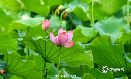 湖南衡阳荷花盛放 为夏日带来一抹清新