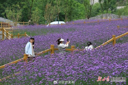 紫色花田铺满夏日 武都瑶寨沟马鞭草盛开