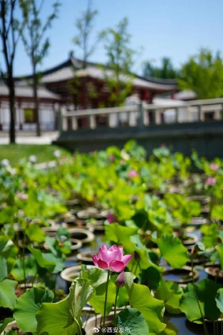 西安多个景区迎来今夏第一波荷花开放