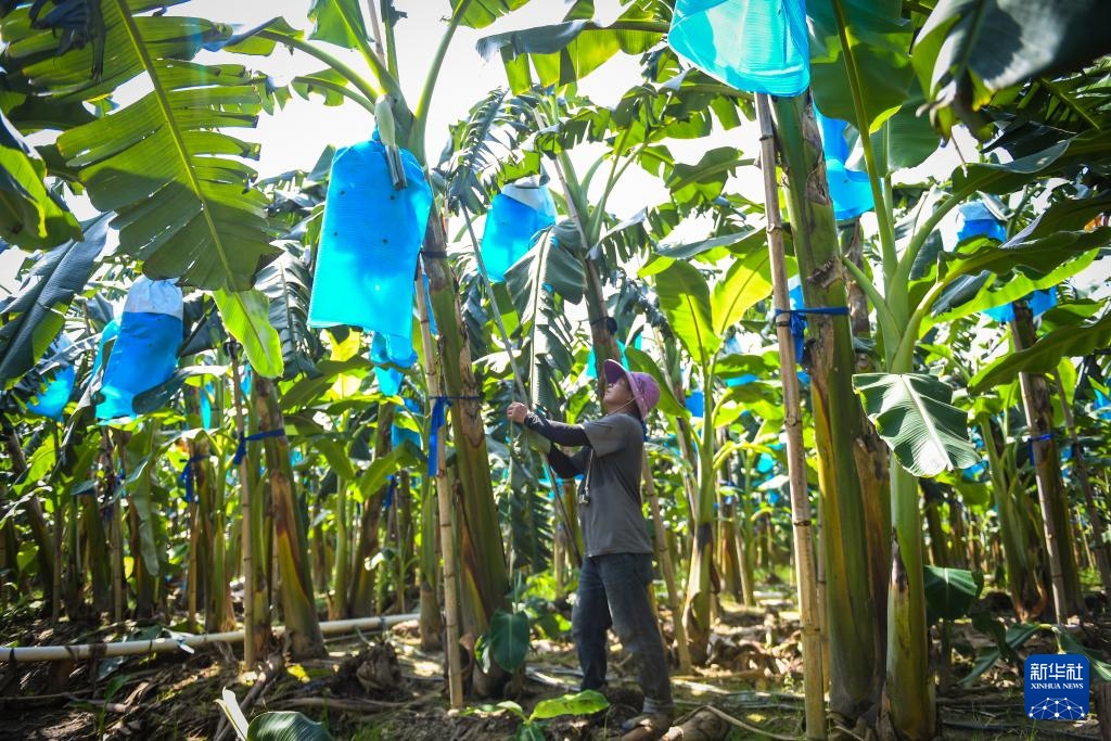 广东:苹果粉蕉丰收忙 广东:苹果粉蕉丰收忙