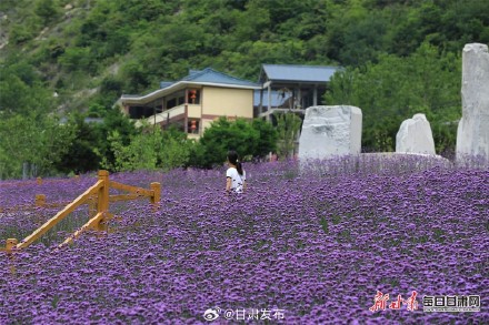 紫色花田铺满夏日 武都瑶寨沟马鞭草盛开