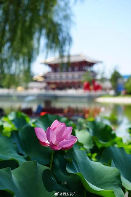 西安多个景区迎来今夏第一波荷花开放