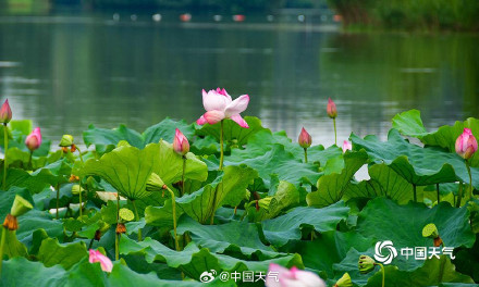 湖南衡阳荷花盛放 为夏日带来一抹清新