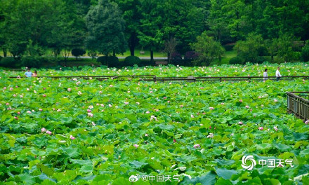 湖南衡阳荷花盛放 为夏日带来一抹清新