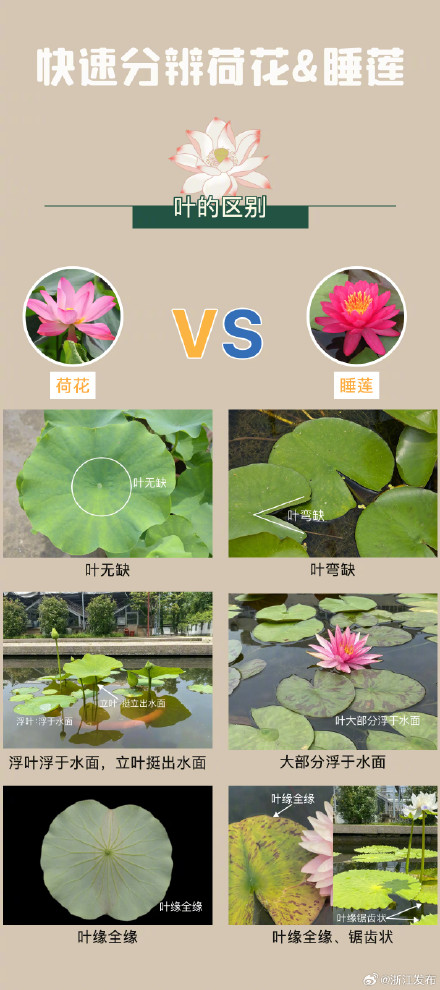你能分辨荷花和睡莲吗? 你能分辨荷花和睡莲吗?