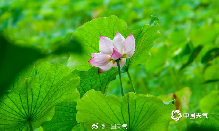 湖南衡阳荷花盛放 为夏日带来一抹清新