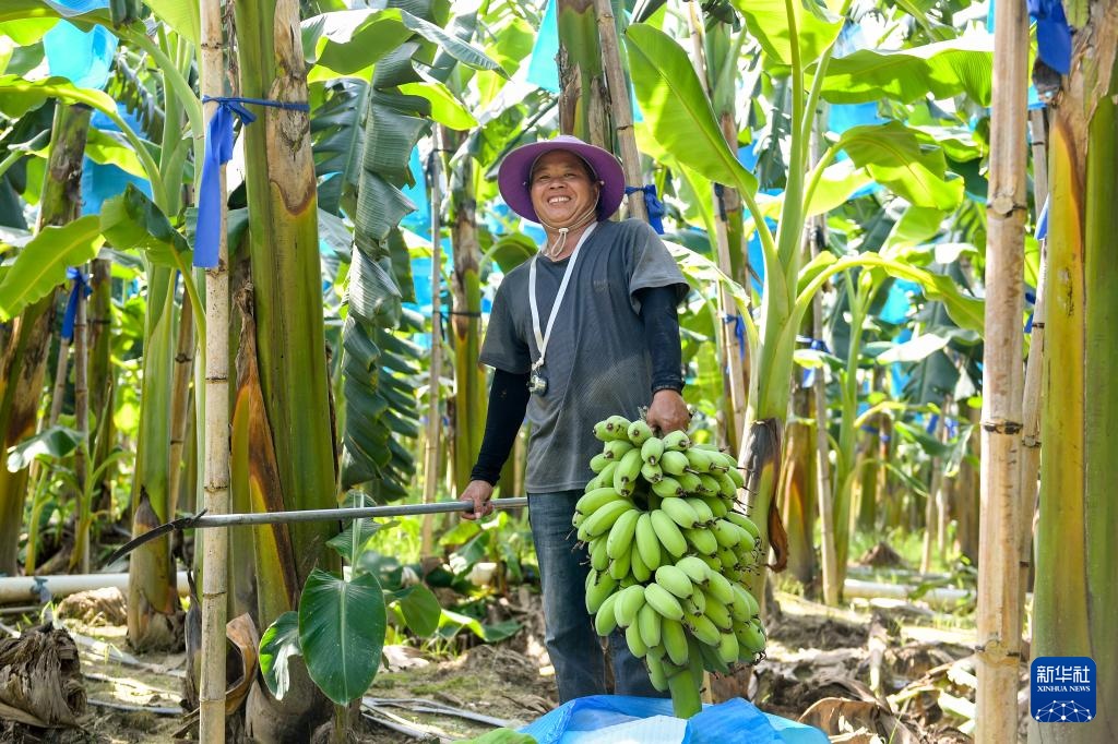广东:苹果粉蕉丰收忙 广东:苹果粉蕉丰收忙