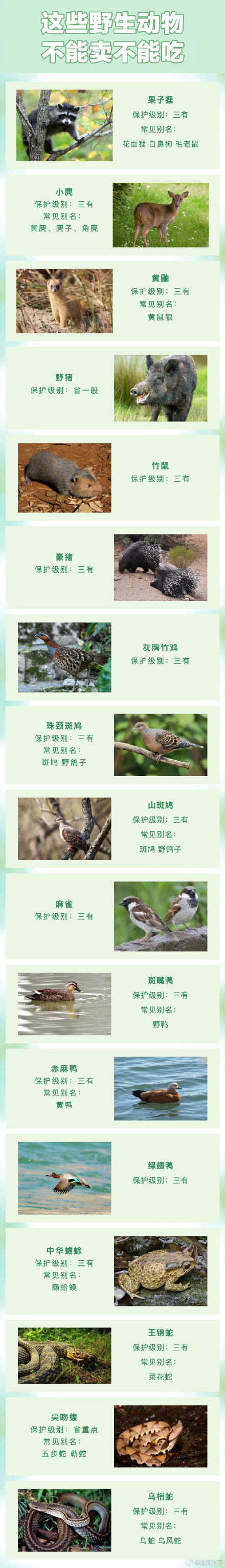 这些野生动物不能卖不能吃！