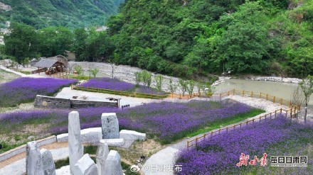 紫色花田铺满夏日 武都瑶寨沟马鞭草盛开