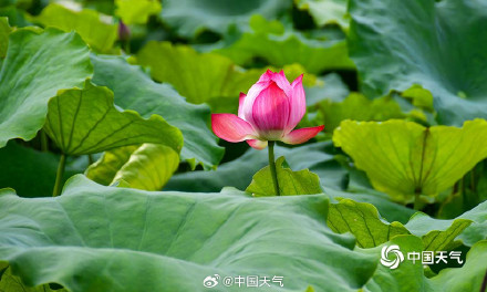 湖南衡阳荷花盛放 为夏日带来一抹清新