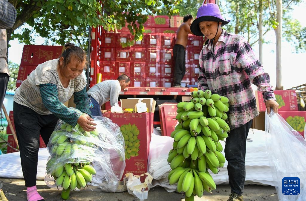 广东:苹果粉蕉丰收忙 广东:苹果粉蕉丰收忙