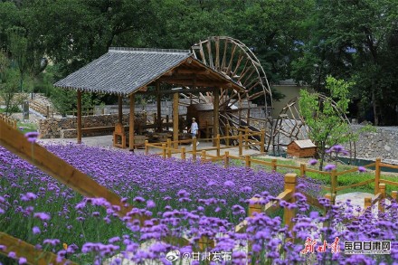 紫色花田铺满夏日 武都瑶寨沟马鞭草盛开