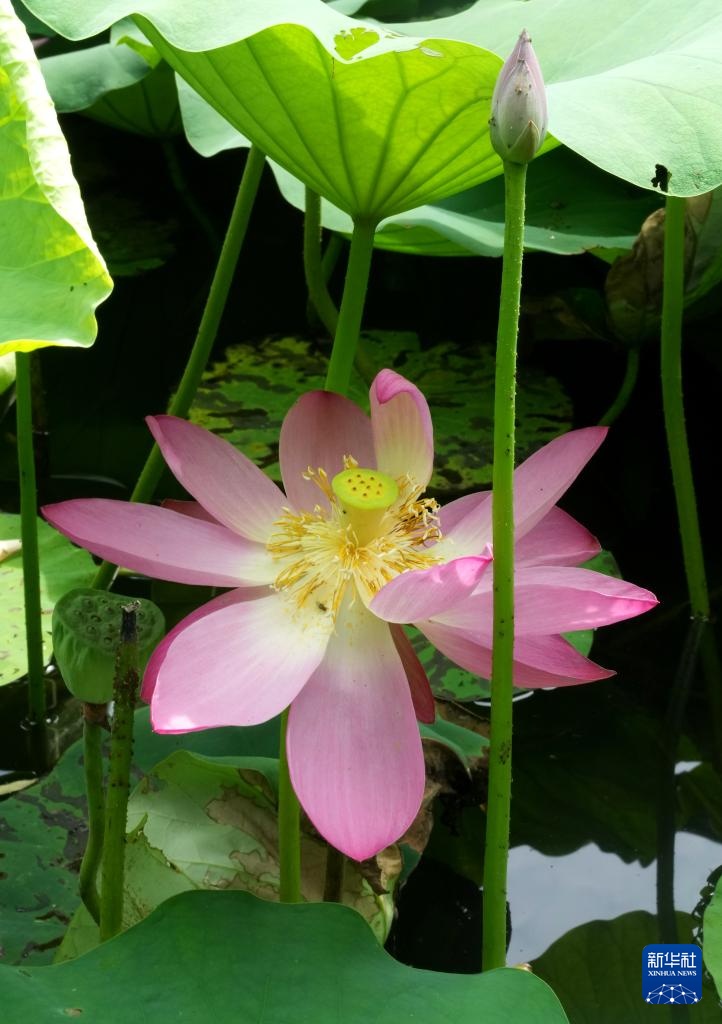 杭州西湖夏荷争艳 杭州西湖夏荷争艳