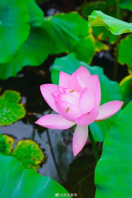 西安多个景区迎来今夏第一波荷花开放