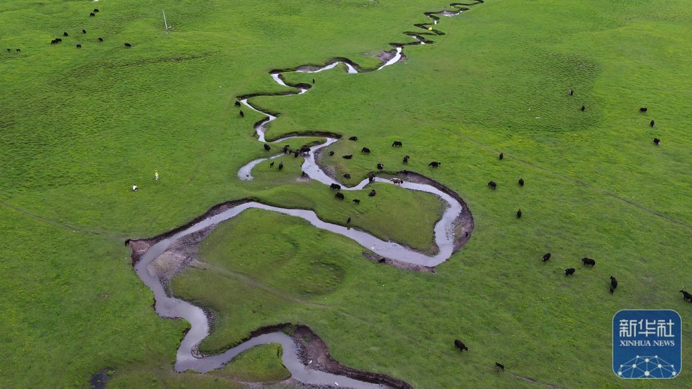 甘肃岷县狼渡草原夏日美景