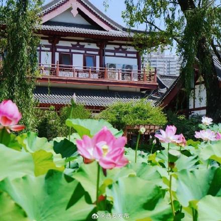 西安多个景区迎来今夏第一波荷花开放