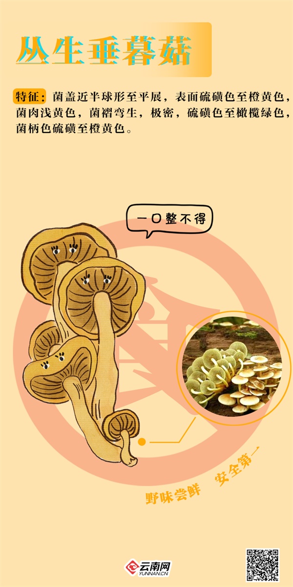 吃不得!吃不得!这些“jier”毒得很→ 吃不得!吃不得!这些“jier”毒得很→