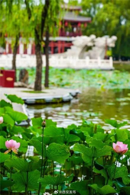 西安多个景区迎来今夏第一波荷花开放