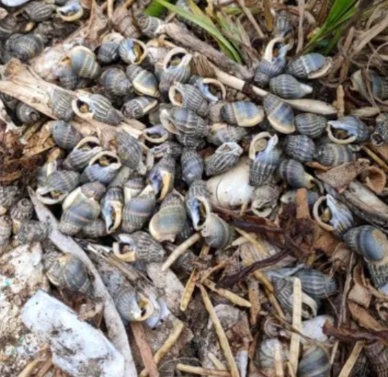 点外卖，点到剧毒物？比砒霜毒百倍！别买！别吃！