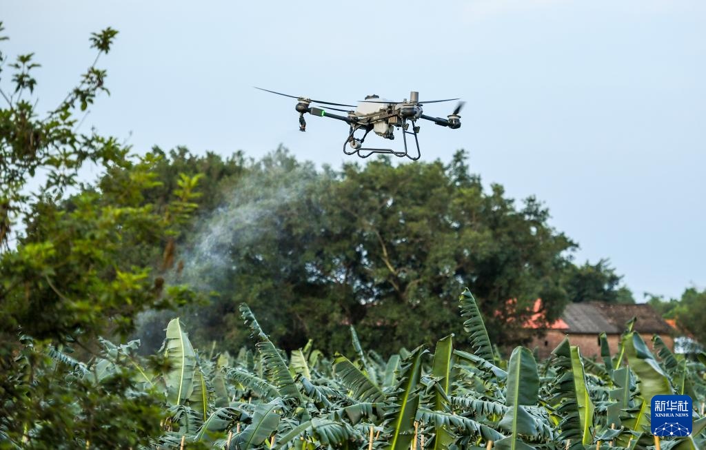 广东:苹果粉蕉丰收忙 广东:苹果粉蕉丰收忙