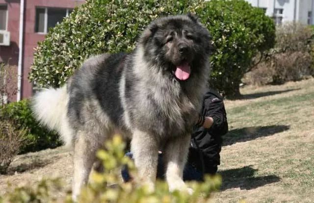事关犬类禁养！深圳新增14种烈性犬