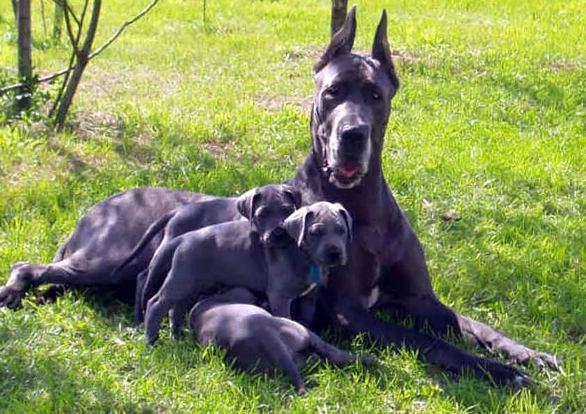 事关犬类禁养！深圳新增14种烈性犬