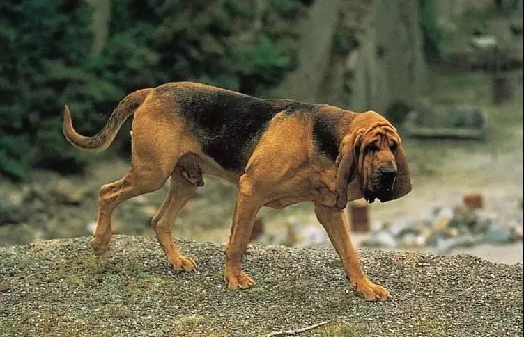 事关犬类禁养！深圳新增14种烈性犬