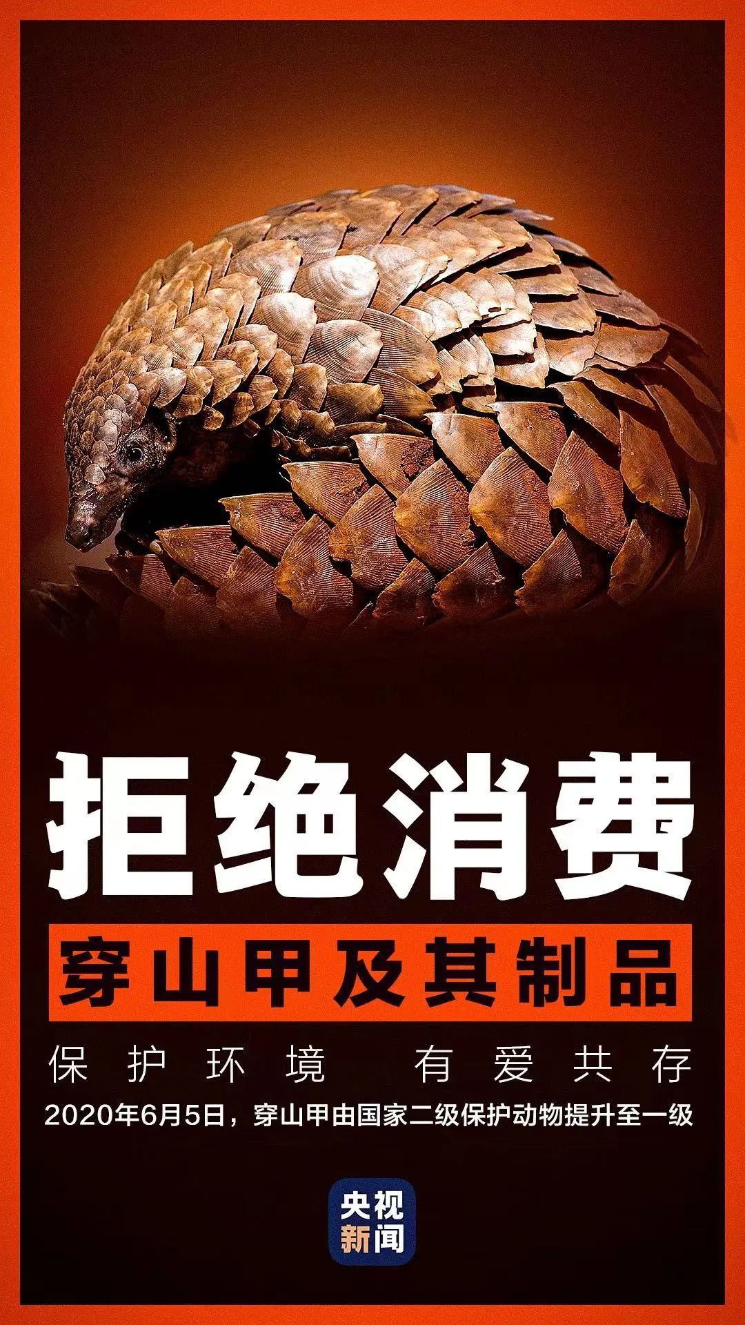 又在福州出现了！中华穿山甲！