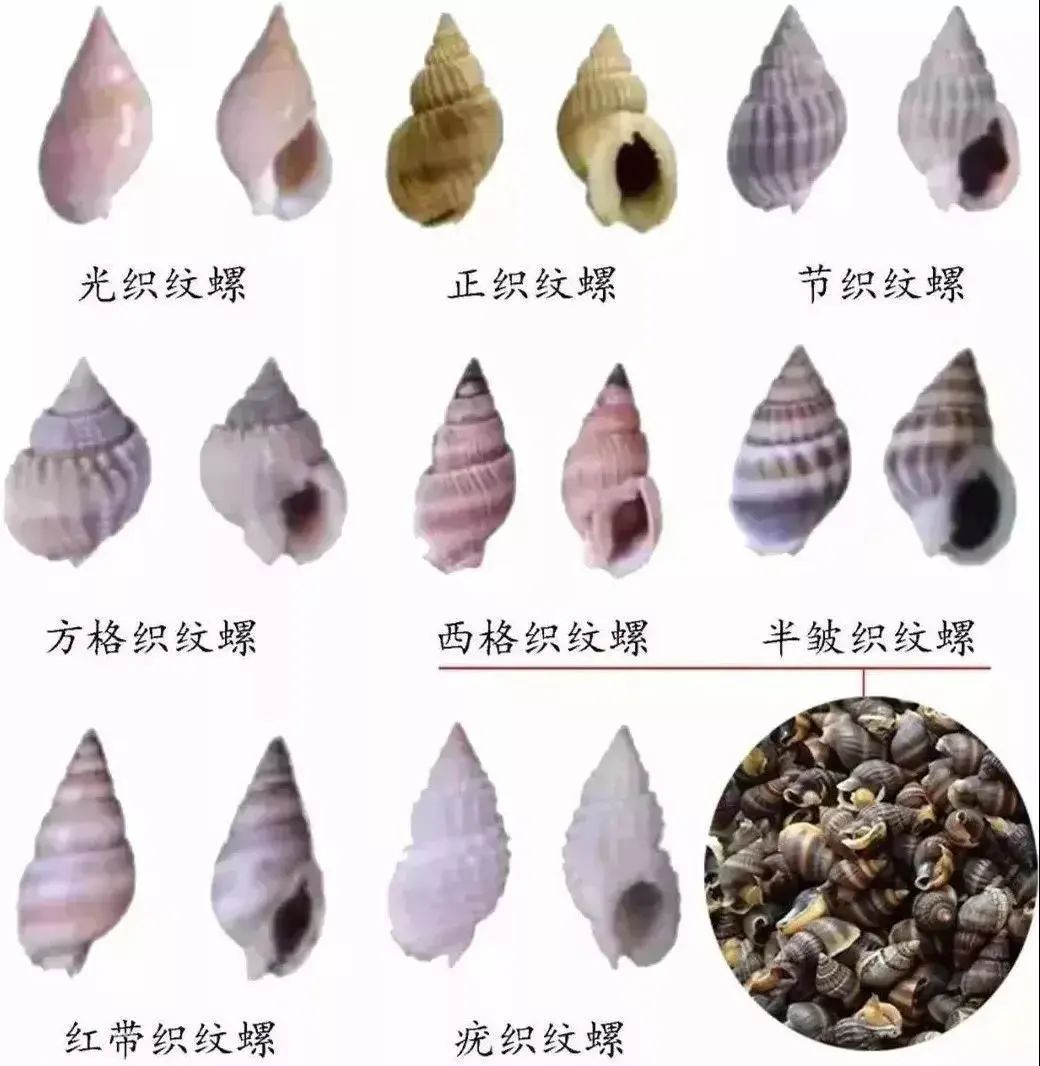 毒性比砒霜还高！这种螺，千万别买！别吃！