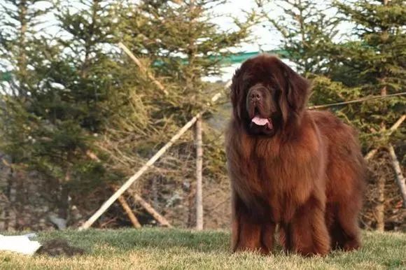 事关犬类禁养！深圳新增14种烈性犬