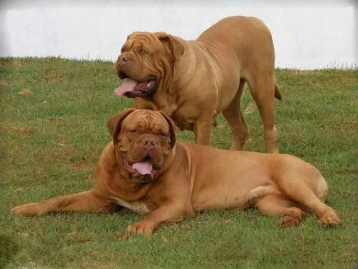 事关犬类禁养！深圳新增14种烈性犬
