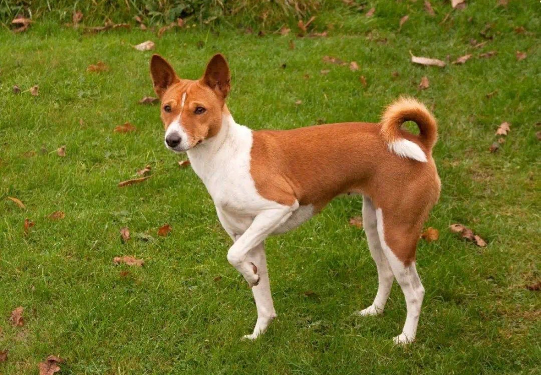 事关犬类禁养！深圳新增14种烈性犬