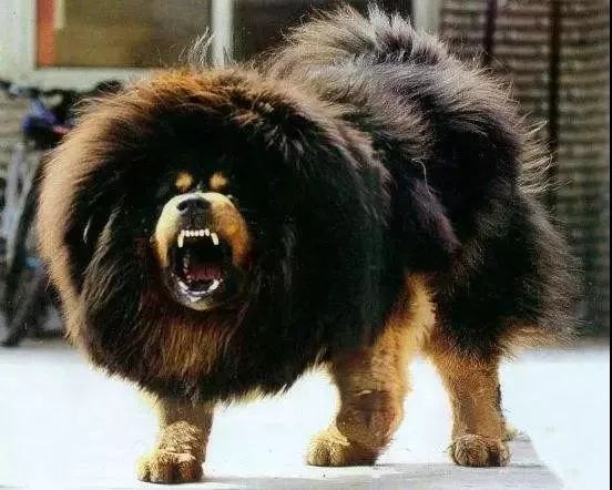 事关犬类禁养！深圳新增14种烈性犬