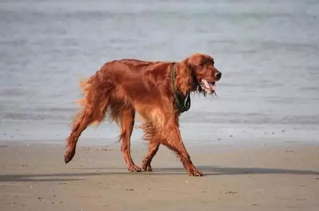 事关犬类禁养！深圳新增14种烈性犬