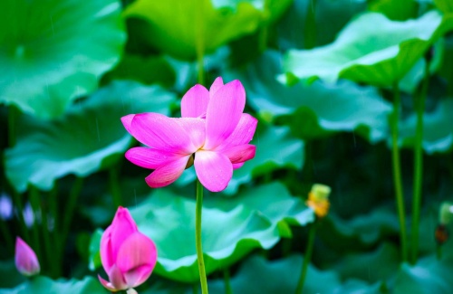 缤纷的扬州夏日，一眼心动
