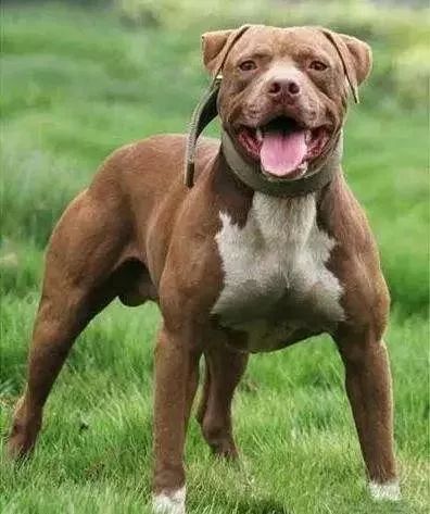事关犬类禁养！深圳新增14种烈性犬