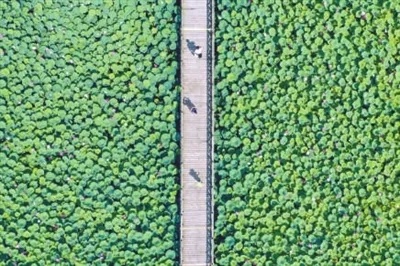 竞相绽放！15万株百合花、3000亩荷花…沈阳人快打卡