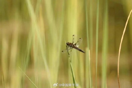 北京发现世界极危物种 北京发现世界极危物种